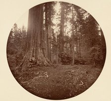 The Father of the Forest - C. Grove, ca. 1878. Creator: Carleton Emmons Watkins.