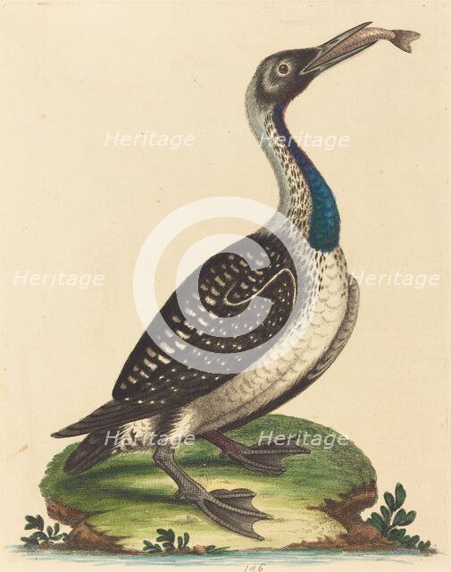 Black and White Water-Fowl with Blue Throat. Creator: George Edwards.