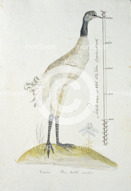 Dromaius novaehollandiae (Emu), 1770-1780. Creator: George Raper.