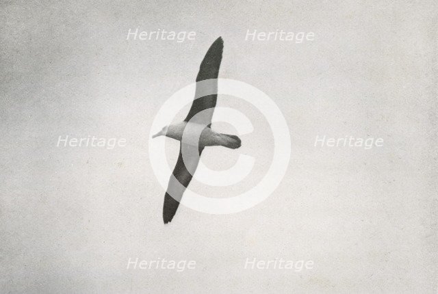 'Albatross Soaring', c1910–1913, (1913). Artist: Herbert Ponting.