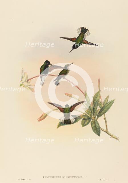 Callipharus nigriventris (Black-bellied Hummingbird). Creators: John Gould, William Matthew Hart.