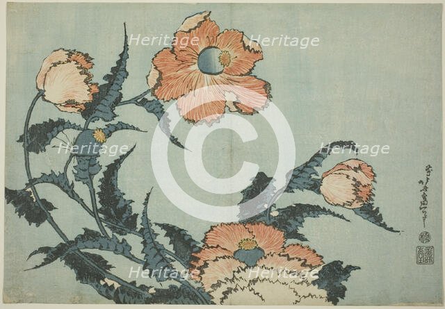 Poppies, from an untitled series of flowers, Japan, c. 1832. Creator: Hokusai.