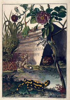 Pond Life, 1758.  Creator: August Johann Rosel Von Rosenhof.