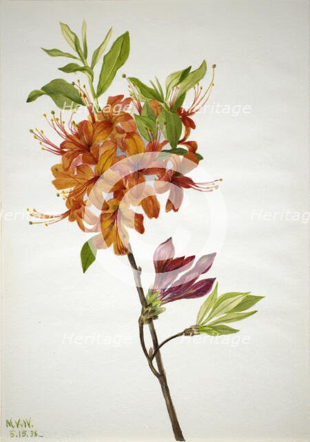 Flame Azalea (Rhododendron speciosum), 1938. Creator: Mary Vaux Walcott.