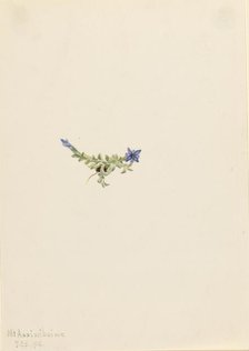Moss Gentian (Gentiana prostrata), 1916. Creator: Mary Vaux Walcott.