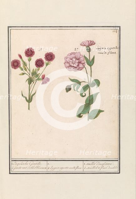Two carnations (Dianthus), 1596-1610. Creators: Anselmus de Boodt, Elias Verhulst.