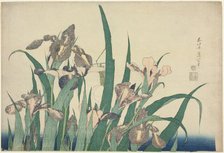 Iris and Grasshopper, from an untitled series of large flowers, Japan, c. 1833/34. Creator: Hokusai.