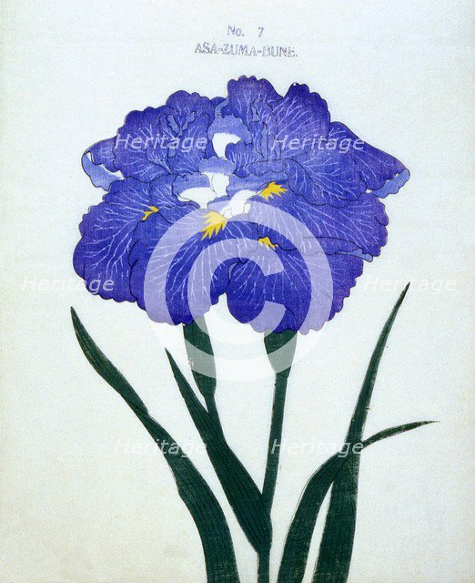 Asa-Zuma-Bune, No 7.