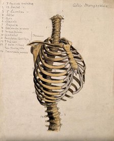 Vertebral column and ribcage, 1880. Creator: Adele Mongredien.