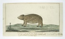 Procavia capensis (Rock hyrax or dassie), 1777-1786. Creator: Robert Jacob Gordon.