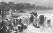 'Hippopotami at the falls of the Senegal, in Bambouk; Journey from the Senegal to the Niger', 1875. Creator: Unknown.