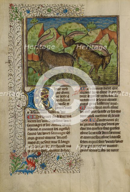 He-Goats; Livre de la Chasse, about 1430-1440. Creator: Unknown.