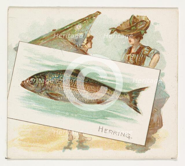Herring, from Fish from American Waters series (N39) for Allen & Ginter Cigarettes, 1889. Creator: Allen & Ginter.