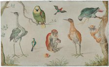 Study of Birds and Monkeys, 1660/1670. Creator: Anon.