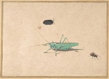 A Great Green Bush Cricket..., A Clioniona Spider, and a Beetle, 17th century (?). Creator: Anon.