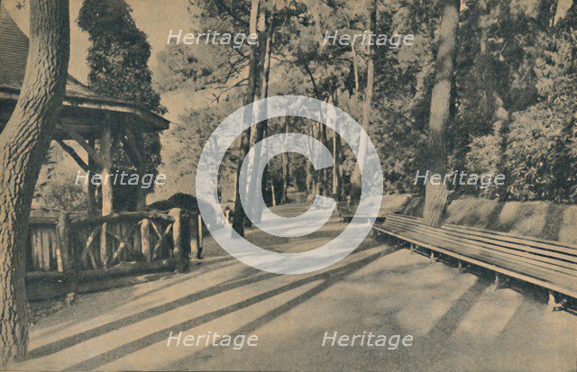 'The Pine Walk', 1929. Artist: Unknown.