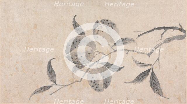 Branch of Fruit Bearing Tree, unknown date, c1450-1509. Creator: Shen Zhou.