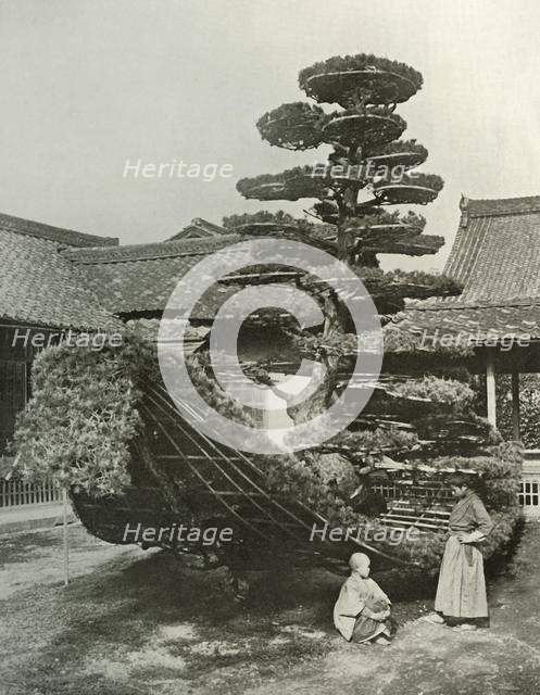 'The Pine-Tree Junk at Kinkakuji', 1910. Creator: Herbert Ponting.