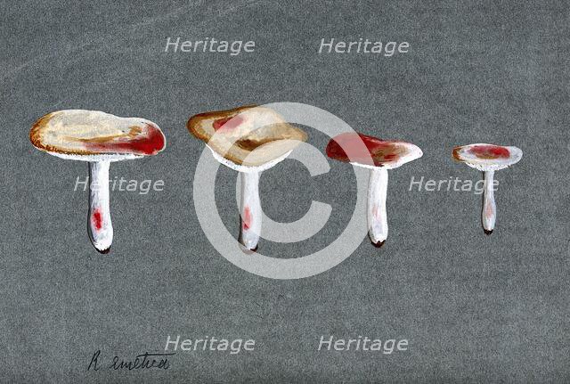 The sickener fungus (Russula emetica): four fruiting bodies. Creator: Unknown.