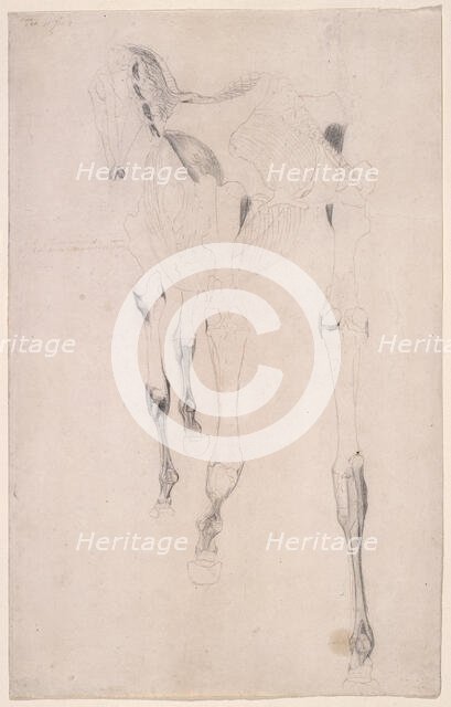 Working drawing for 'The Fifteenth Anatomical Table of the Muscles ... of the Horse', 1756. Creator: George Stubbs.