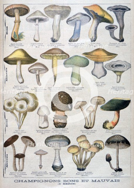 Good and bad mushrooms, 1896. Artist: Unknown