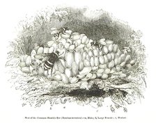 Nest of the Common Humble-Bee (Bombus terrestris), 1850. Creator: Unknown.