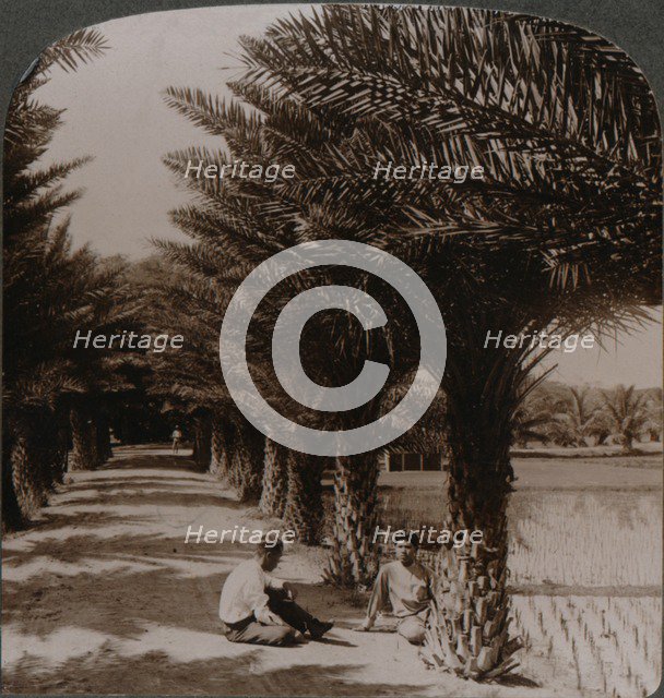 'Tropical beauty of an avenue of date palms, Moanalua near Honolulu, H. Is.' c1900. Artist: Unknown.