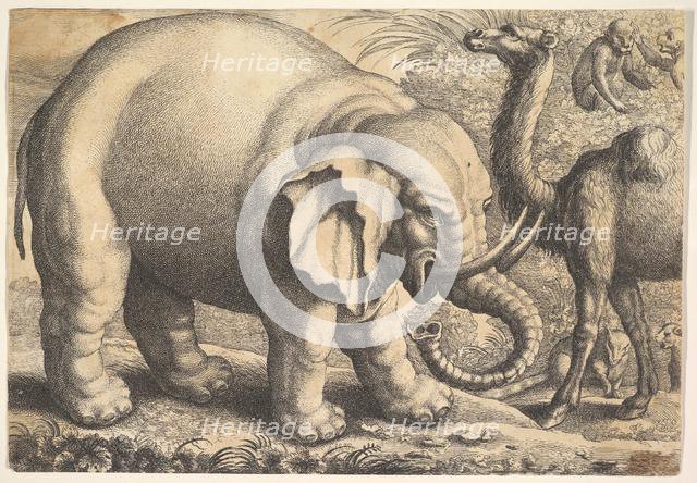 Elephant and Camel, 17th century (?). Creator: Wenceslaus Hollar.