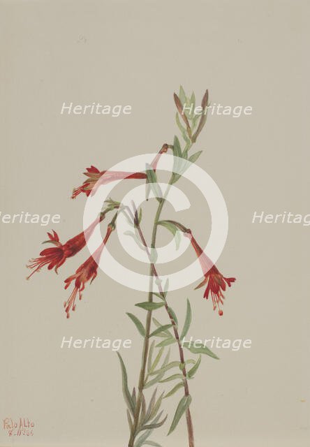 California Fuschia (Zauschneria californica), 1936. Creator: Mary Vaux Walcott.