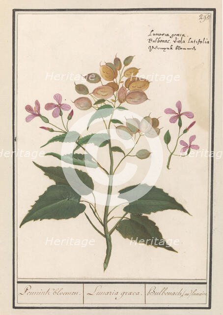 Honesty (Lunaria Annua), 1596-1610. Creators: Anselmus de Boodt, Elias Verhulst.