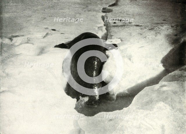 'A Weddell Seal Getting On To The Ice', November 1911, (1913). Artist: Herbert Ponting.