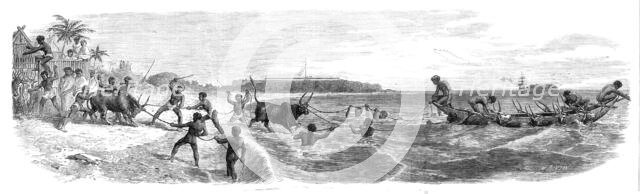 Embarking cattle at the port of Tamatave, Madagascar, 1864. Creator: Mason Jackson.