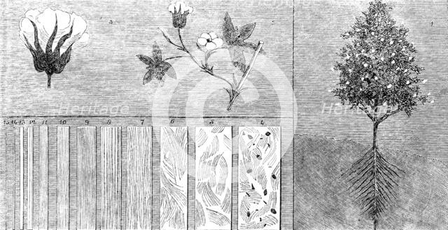 The International Exhibition - cotton manufacture: cotton in its different stages, 1862.  Creator: Unknown.