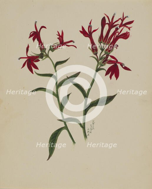 (Untitled--Flower Study), 1876. Creator: Mary Vaux Walcott.