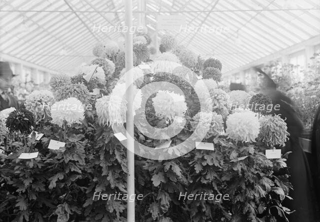 Department of Agriculture Chrysanthemum Show, 1917. Creator: Harris & Ewing.