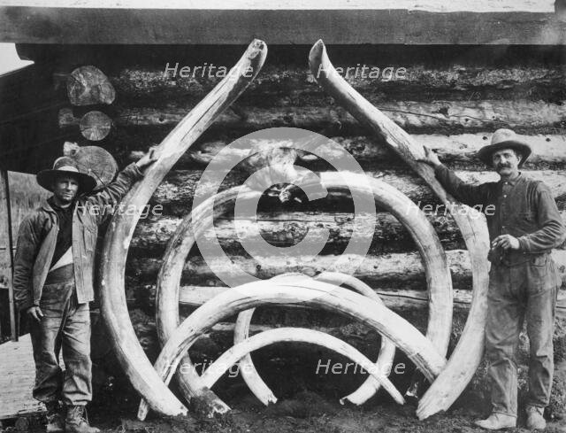 Ancient bones of mastodons, between c1900 and c1930. Creator: Unknown.