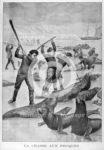 Seal hunting, Newfoundland, 1902. Artist: Unknown