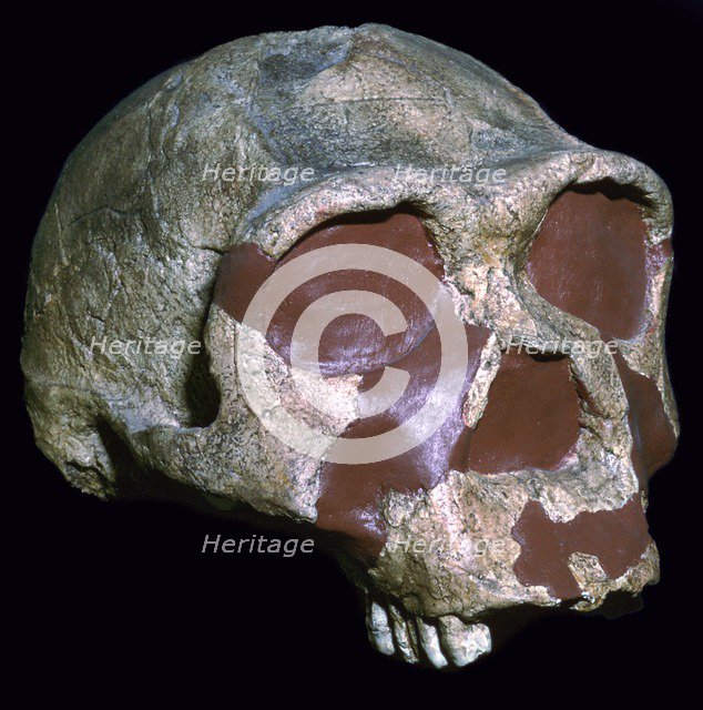 Skull of Homo Erectus. Artist: Unknown