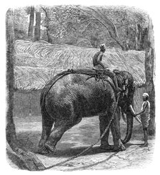 Mode of capturing wild elephants in Ceylon: testing the rope, 1864.  Creator: Unknown.