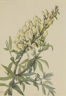 False Indigo (Baptista bructeata), 1932. Creator: Mary Vaux Walcott.