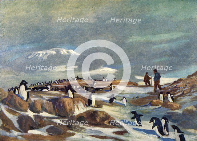 'Return of the Penguins', c1908, (1909).  Artist: George Marston.