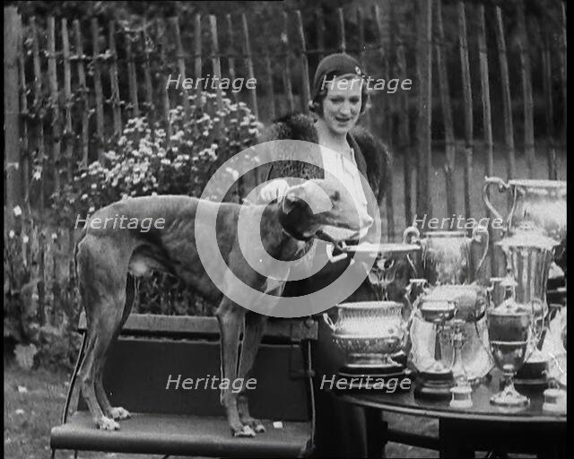 The Greyhound 'Mick the Miller' and his Trophies, 1930s. Creator: British Pathe Ltd.