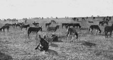 'Les Bourriquots de ravitaillement; petits anes d'Afrique nouvellement debarques, au repos..., 1916. Creator: Unknown.