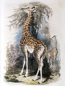 Giraffe browsing on a tree, 1836. Artist: Unknown