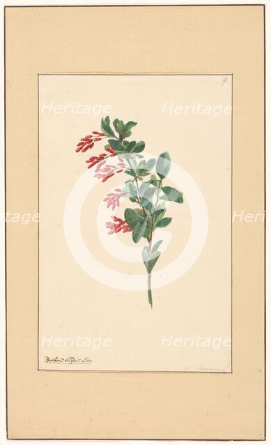 Branch of a barberry, c.1775-c.1825.  Creator: Willem van Leen.