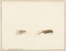 Two insects, 1674. Creator: Rochus van Veen.