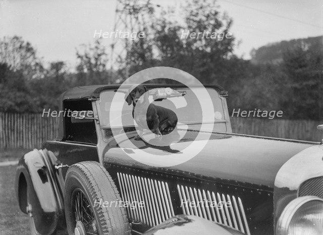 Dachshund sitting on the bonnet of Charles Mortimer's Bentley, c1930s Artist: Bill Brunell.