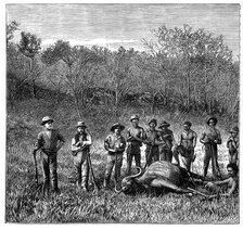 Buffalo hunters in the Transvaal, South Africa, c1890. Artist: Unknown
