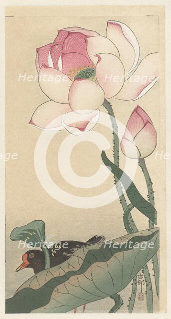 Moorhen with Lotus Flowers, Between 1910 and 1920. Creator: Ohara, Koson (1877-1945).