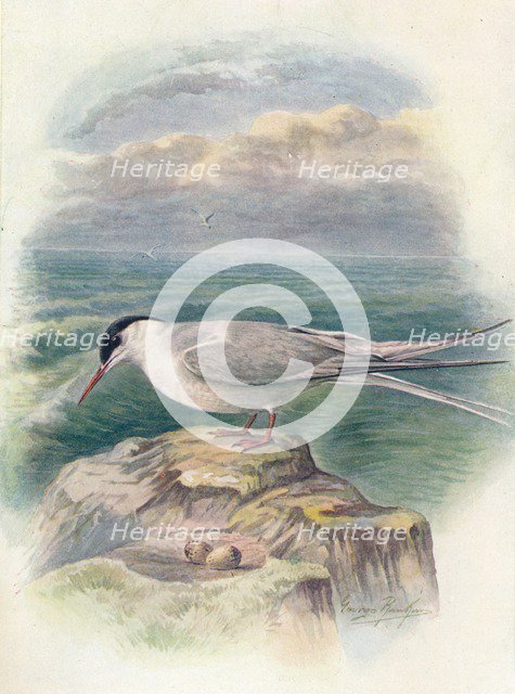 'Arctic Tern - Stern'a macru'ra', c1910, (1910). Artist: George James Rankin.